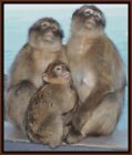 MACAQUE FAMILY ~ Kreuzstichmuster (Primat)