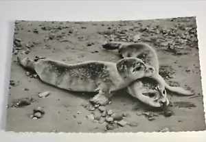 Animal Postcard Seals RPPC Real Photo - Picture 1 of 2