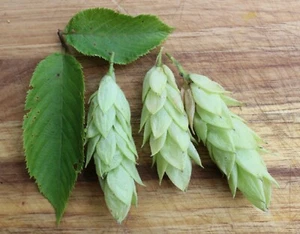 Hop Hornbeam (infected with Tuber aestivum; black summer / autumn truffle - Picture 1 of 4