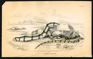 Gesattelter Schlangen-Aal antiker handkolorierter Gravur von Jardine, 1840 Original - Bild 1 von 7