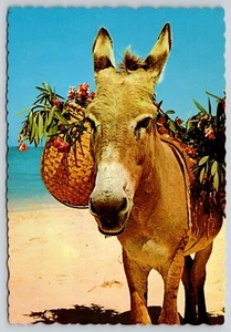 Postal Burro Nativo Soleado Caribe Flor Cesta Equus asinus Borde Cubierta - Imagen 1 de 2