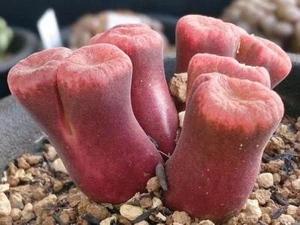 conophytum verrucosum, 10 seeds, living stone, rare succulent - Picture 1 of 2