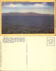 California Royal Lupine field blue CA linen unused vintage postcard