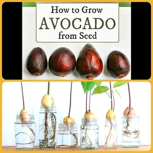 5 HASS AVOCADO Seeds Plus Free 20 PAPAYA SEEDS, Free Shipping - Picture 1 of 4