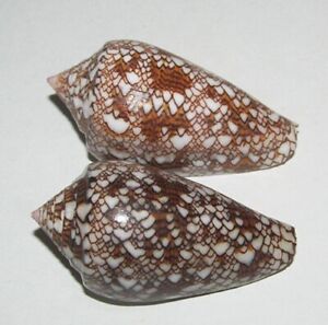 48 , 50 mm 2 Pcs Differance Pattern Conus Textile Cone Seashell Phuket Thailand