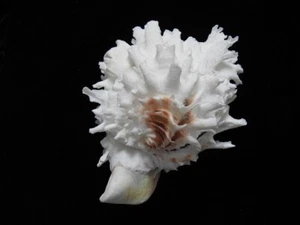 Sea shell Chama lazarus 92mm ID#6990 - Foto 1 di 5