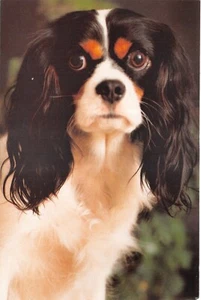 POSTAL DE PERRO SIN USAR BUENA BUENA PLUS - Imagen 1 de 2