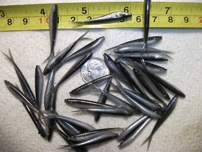 100-1 1/2"-CRAPPIE-PANFISH-PLÁSTICO SUAVE MINNOW-GRUB-JIG-COLAS DIVIDIDAS-PELUSAS-OLOR Foto 1 de 4