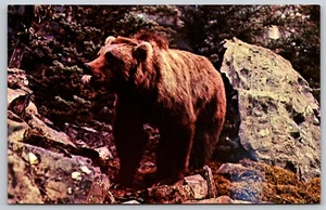 Alaskan Kodiak Bär streckt seine Zunge heraus Postkarte - Bild 1 von 3