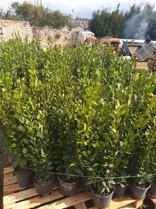 ALLORO Laurus Nobilis 75 cm aromatica v 16 piante di siepe fitta Vivai Annese - Foto 1 di 2