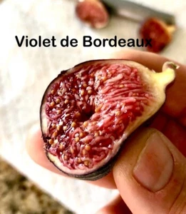 Fig Tree Edible Live Plant Violet de Bordeaux - Picture 1 of 2