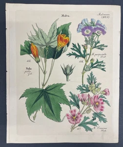 Free Shipping! Antique Botanical, Dietrich, Hand Color, 1840, Germany,XVI,9 - Picture 1 of 1