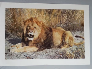 Carl Brenders "Kalahari" Lion Lithograph Signed & Numbered with COA #138/3500 - Picture 1 of 22