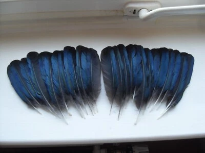 MAGPIE WINGS FEATHERS 30 BLUE MAGPIE WING FEATHERS,NATIVE AMERICAN.FLY TYING,ART&CRAFT,JEWELLERY