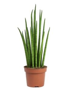 Sansevieria Cylindrica -Snake Plant  5x Rooted Stems app 25-30cm