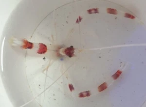 🦐 Boxer Shrimp Marine Invert CUC Not Coral Reef Aquarium 🦐 - Picture 1 of 1