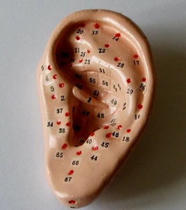 Menschliches Ohr Chinesische Akupunktur Massage Anatomisches Modell Figur Lebensgroß Neu - Bild 1 von 2