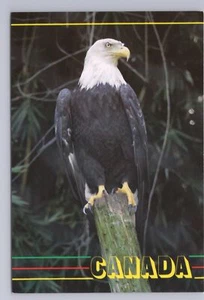 Bald Eagle, Chrome Postcard - Picture 1 of 2