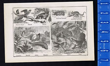 Animals: Eagle-Llama-Boa-Armadillo -Tapir-Manatee-Macaw - 1899 Wood Engraving