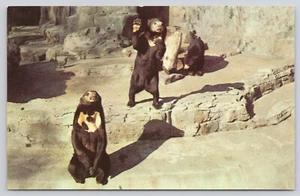 Malaiische Sonnenbären Woodland Park Zoo Seattle Washington WA Postkarte - Bild 1 von 2