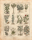 1810 Imprimé Culpepers Plantes N°16 Botanique Main Coloré Médicament Herbes