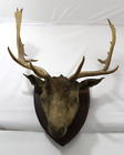 Vintage Taxidermy Fallow Deer Head With 18 Points Mounted To Shield