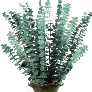 14Pcs Dried Preserved Eucalyptus Plants Bundle - Real Natural Eucalyptus Leav... - Picture 1 of 6