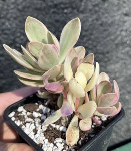 Crassula Swaziensis Variegated Moneymaker Jade Furry Succulent Plant Pink #5 - Picture 1 of 11