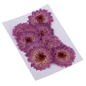 10 Stück Gepresste   getrocknete Blüten Skelettblätter Schleierblätter - Picture 1 of 12