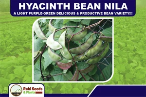 Hyacinth Bean Nila - A Light Purple-Green Delicious & Productive Bean Variety!!! - Picture 1 of 7