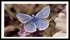 Grandee British Butterflies 1983 - Common Blue No. 17