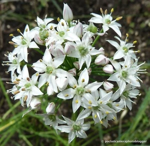 White Allium STELLA ALBA UKgrown Hardy Organic 30 seeds Non-GMO Perennial - Picture 1 of 1
