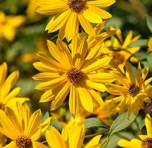 Sunflower MAXIMILIAN Perennial Flowers Butterflies Finches USA Non-GMO 500 Seeds - Picture 1 of 2