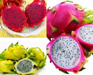 3 VARIÉTÉ DE PLANTE PITAYA JAUNE, ROUGE, BLANC 30-40 CM, FRUIT DU DRAGON, ZAM... - Imagen 1 de 1