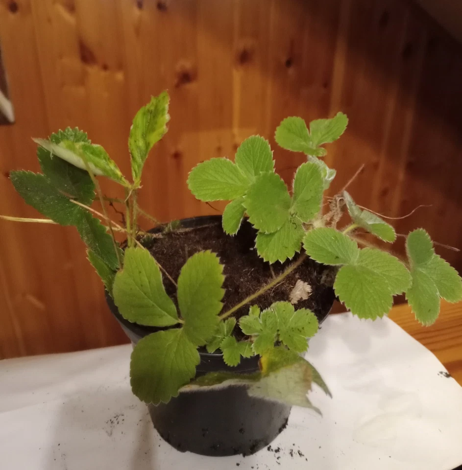 FRAGOLINE DI BOSCO (FRAGARIA VESCA con radice . Lotto 10 piante . PREZZO AFFARE! - Immagine 1 di 1