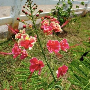 ROSA ORGULLO DE BARBADOS, FLOR EXÓTICA MEXICANA Caesalpinia Pulcherrima 300 semillas - Imagen 1 de 5