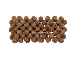 5 Mukhi Rudraksha / Five Face Rudraksha Layered Bracelet - Picture 1 of 3