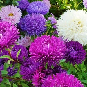Aster TALL DOUBLE GREMLIN Mix 30" Cut Flowers Sun/Part Shade Non-GMO 200 Seeds - Picture 1 of 4