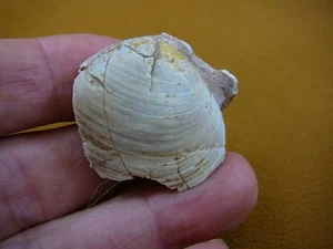 (O-280-9) Fossil Bivalve shell White Coober Pedy opal specimen stone Australia - Picture 1 of 4