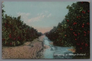 California Irrigating Peach Orchard CA Vintage Postcard A5 - Picture 1 of 2