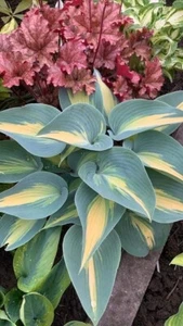 Hosta ‘ Prairie’s Edge’ Plantain Lily Plant Shipping Spring 2025 - Picture 1 of 1