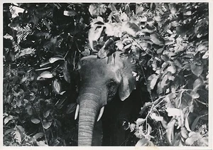 KAMERUN ca. 1940 - Elefant - P 1303 - Bild 1 von 2