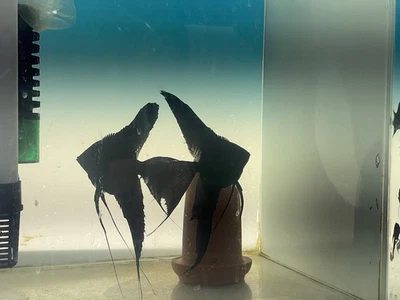 Angel Black Veil Angelfish Adult Size Pack of 2 Fish Long Fin - Image 1 of 2