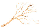 NaDeco Manzanita Baum sandgestrahlt ca. 120cm hoch | Manzanita Zweig | Sandgest