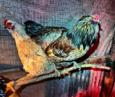 24 Mutli-Colored Barnyard Mix hatching Eggs