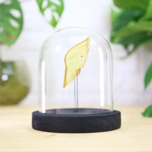 Prehistoric Insects in Baltic Amber Bell Jar Real Dinosaur Fossil Home Decor - Foto 1 di 5