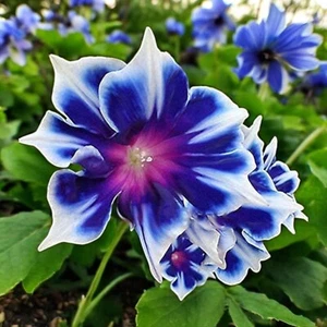100pcs Morning Glory Seeds - Beautiful Perennial Climbing Flowers for Your Garde - Picture 1 of 5