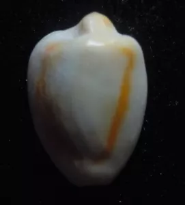 seashell Cypraea annlus FREAK 20 mm F++ - Imagen 1 de 4