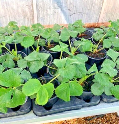 ORGANIC Strawberry Plant CAMBRIDGE FAVOURITE Dark Red Colour Sweet Flavour UK - Image 1 of 2