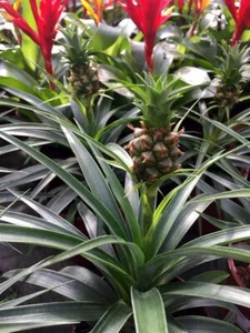 Ananaspflanze Ananas eyline exotische Zimmerpflanze - Bild 1 von 5